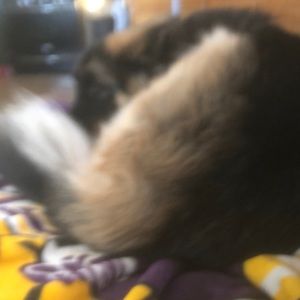 Meet your Posher, Louise